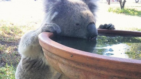 Kuş havuzunda koala