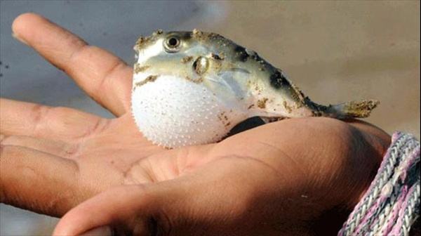 Marmaris kıyılarında balon balığı tehlikesi